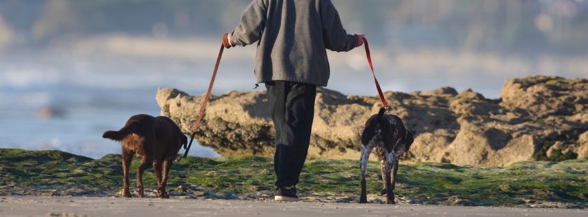 dois cães passeando com o tutor 